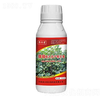 棉桃膨大高產精華素-郭師傅-立信生物